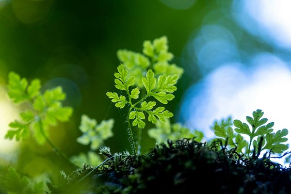 Comment les techniques de xérojardinage peuvent-elles être adaptées aux espaces verts publics ?
